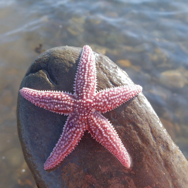 Why a Starfish?